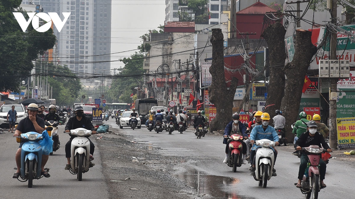 Loạt cây xà cừ đường kính lớn bị cắt ngọn trơ trụi để phục vụ mở đường